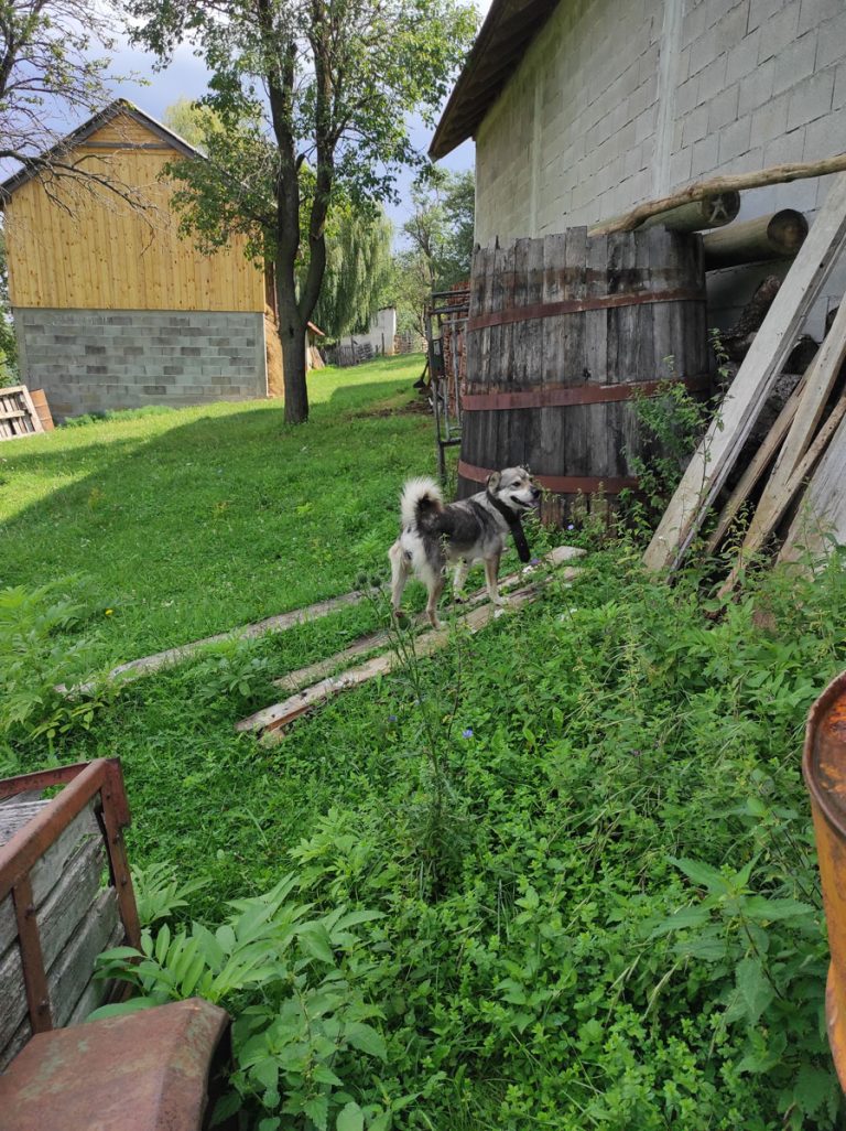 a dog wondering around the backyard