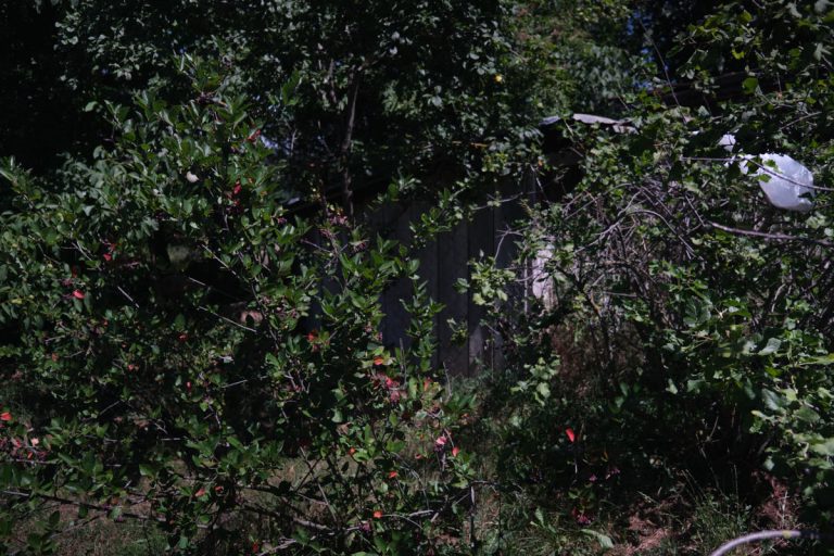 backyard-chicken-coop-1