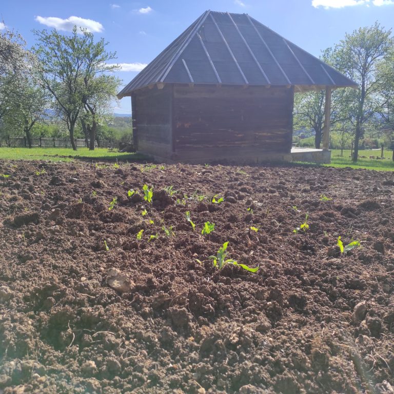 a small garden in front of a wooden cottage