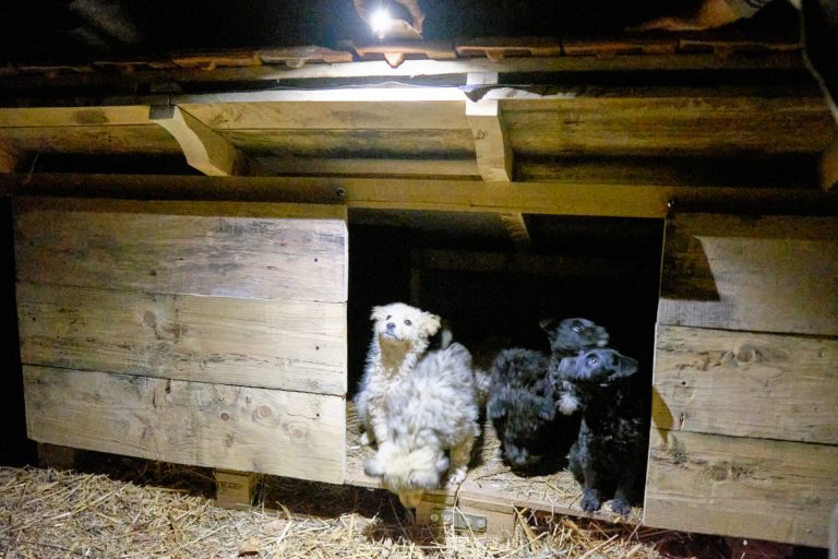 puppies in their house