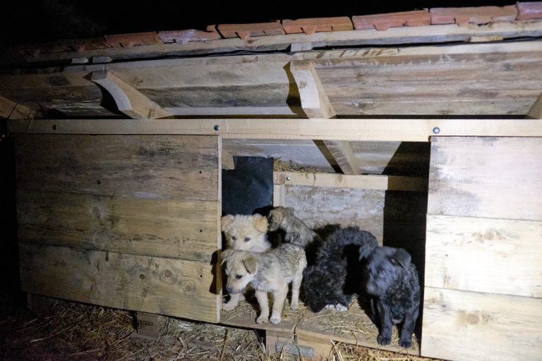 puppies in their future house