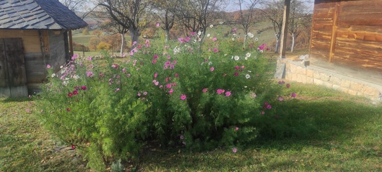 a small garden in front of a wooden cottage