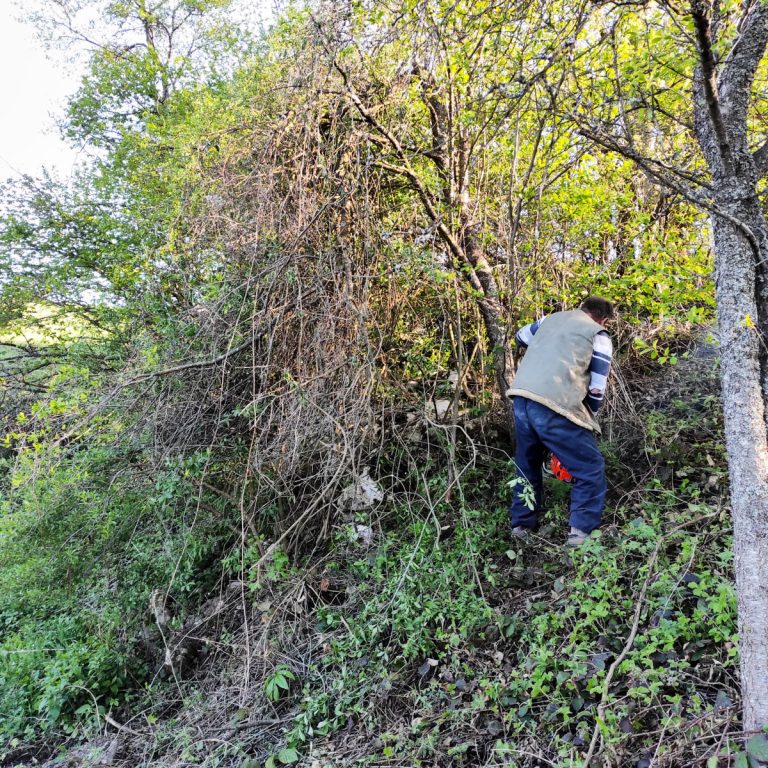 a worker cleaning a small forest