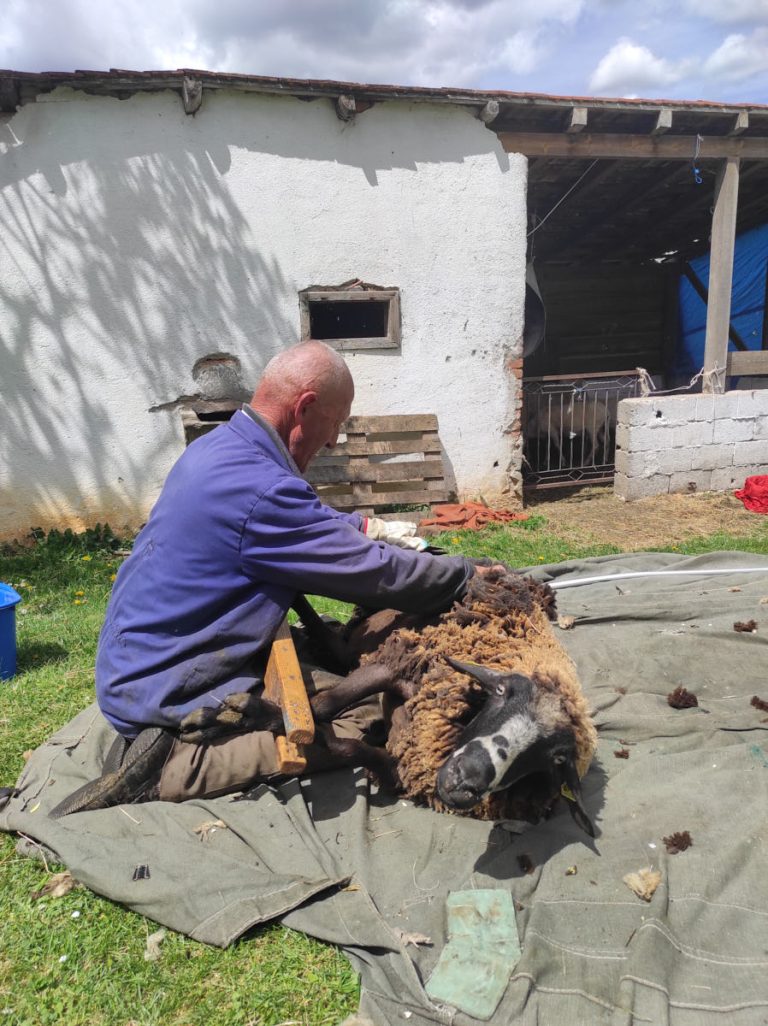 a worker shearing a sheep