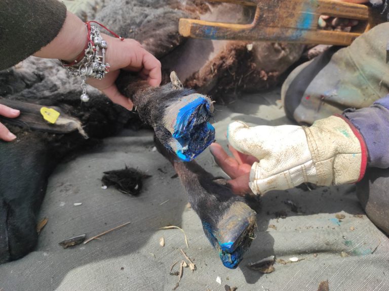 a worker shearing a sheep