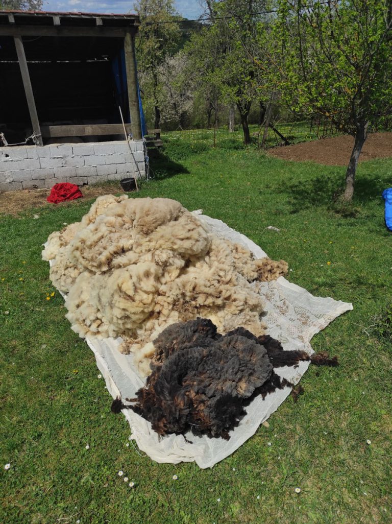 freshly sheared wool