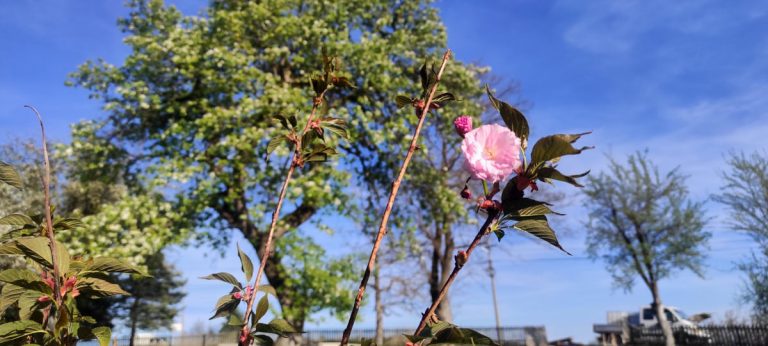 flowers and flower buds on a tree branch