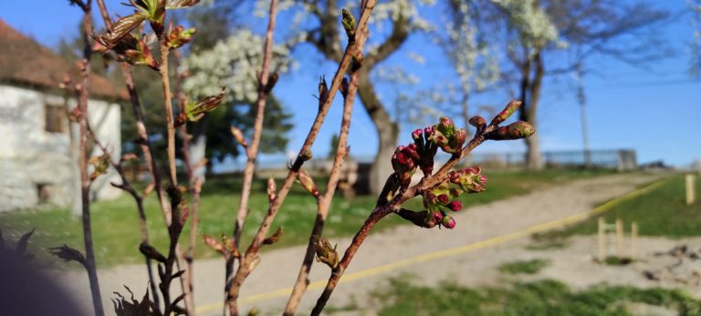 flower buds on a tree branch