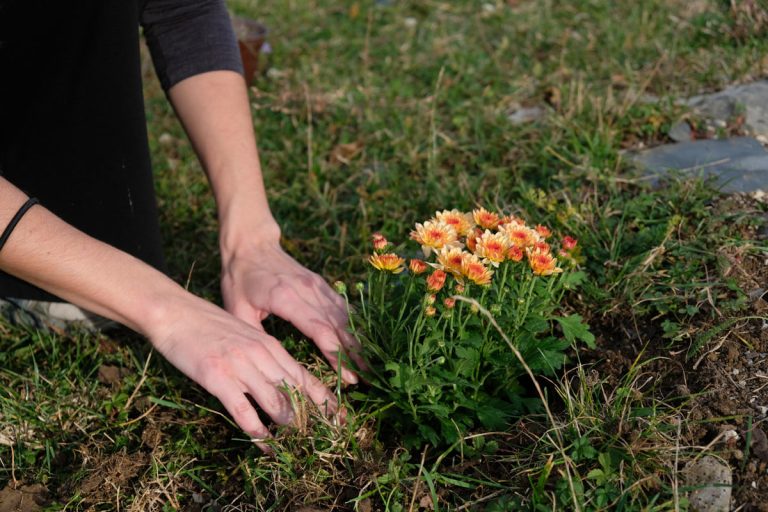 flowers and hands