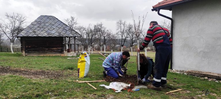 a woman and a men planting a tree